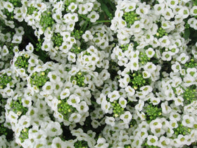 Seed Kingdom Alyssum Carpet of Snow bloom close-up shows pure white flowers, ideal for borders
