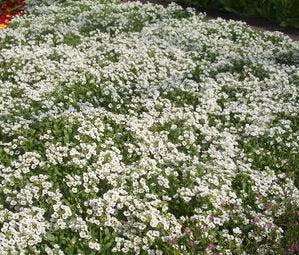Seed Kingdom Alyssum Carpet of Snow compact border plant with low 4-6 inch height