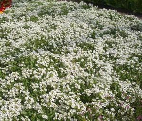 Seed Kingdom Alyssum Carpet of Snow compact border plant with low 4-6 inch height