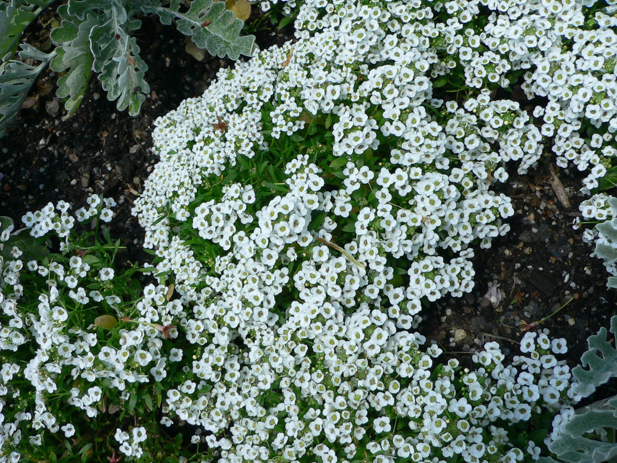 Seed Kingdom Alyssum Carpet of Snow blanket groundcover forming fragrant mass