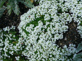 Seed Kingdom Alyssum Carpet of Snow blanket groundcover forming fragrant mass
