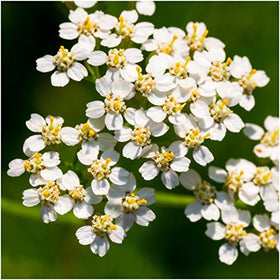 Seed Needs 16-species wildflower blend supports a colorful, low-maintenance meadow