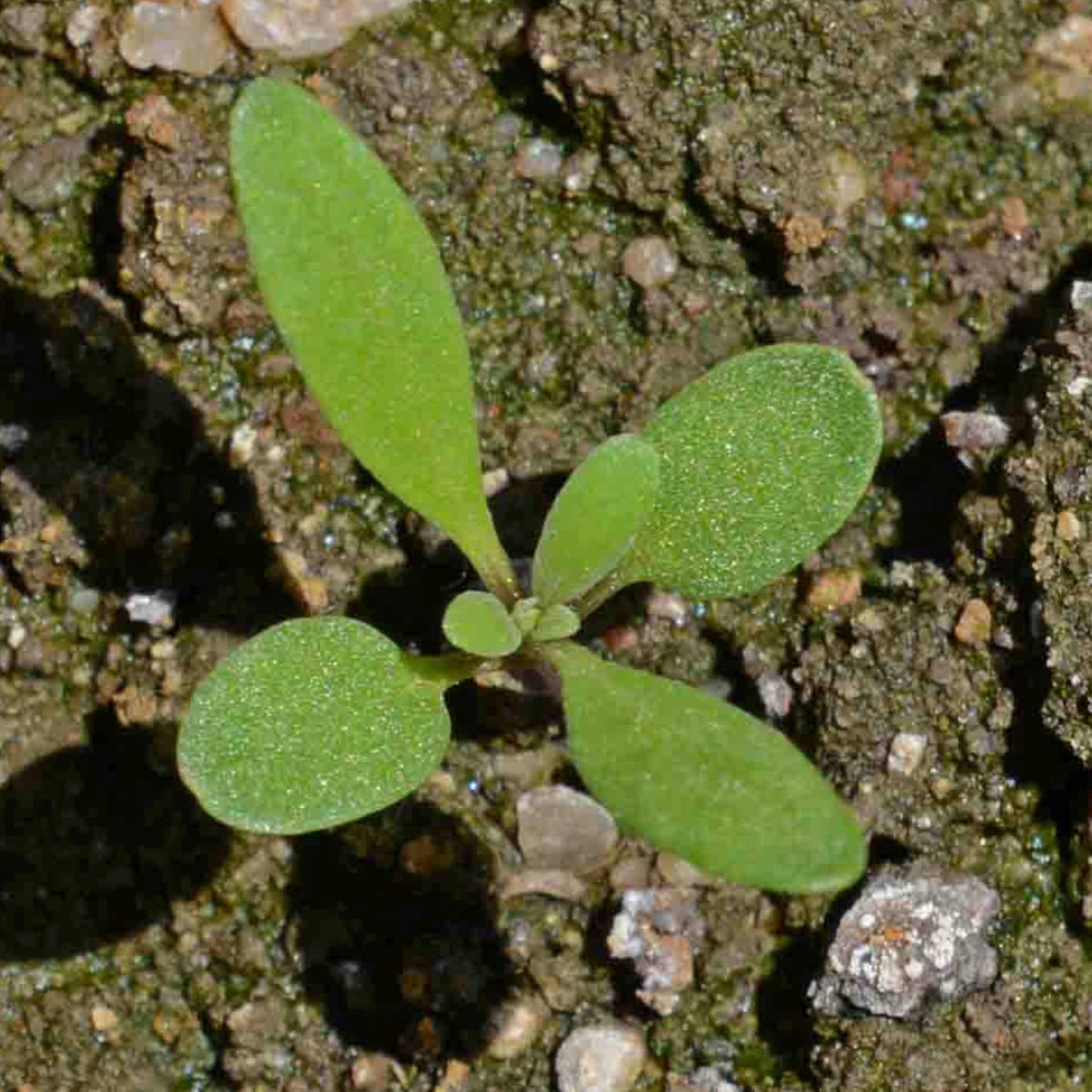 Seed Needs alyssum pollinator-friendly blooms attract bees and butterflies
