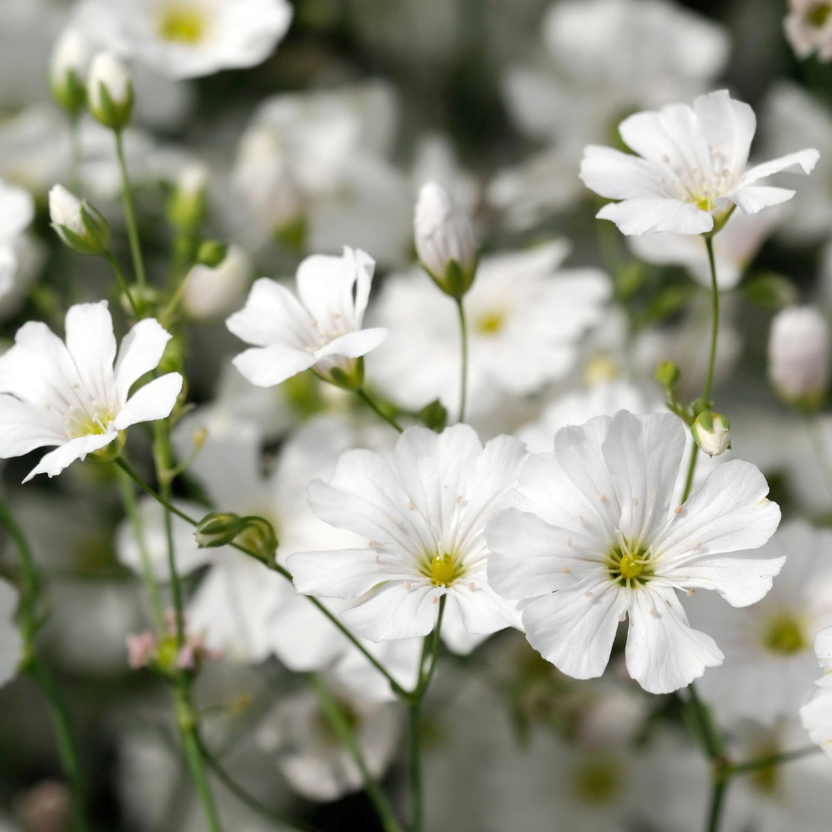 Seed Needs annual gypsophila foliage adds texture to sunny borders