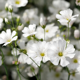 Seed Needs annual gypsophila foliage adds texture to sunny borders