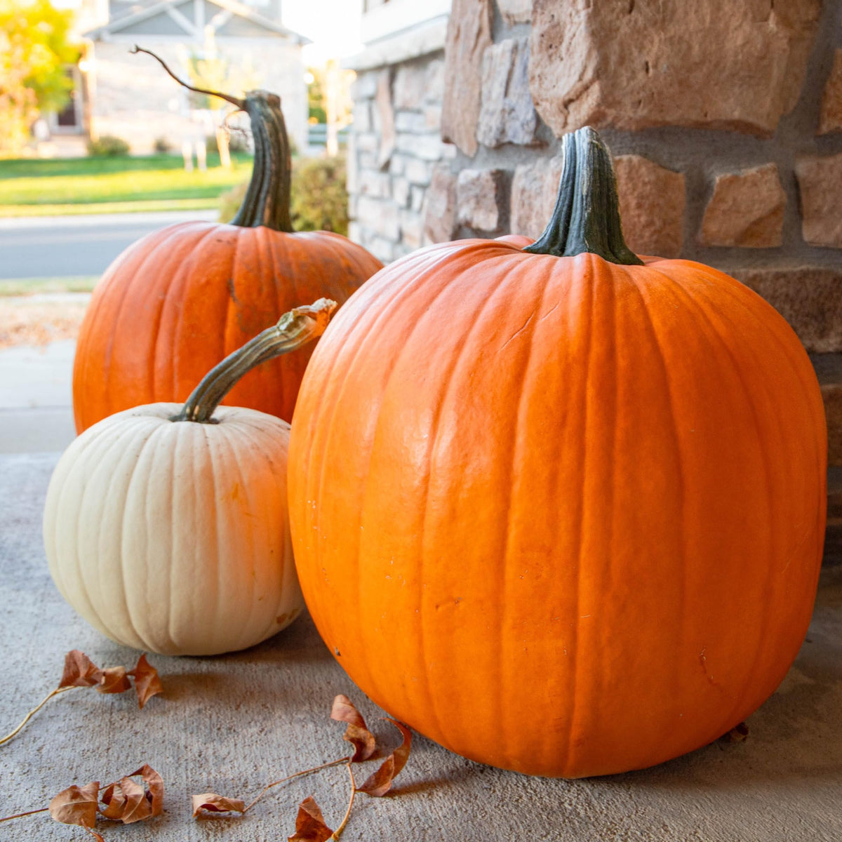 Seed Needs Baby Boo seeds produce white mini pumpkins for centerpieces