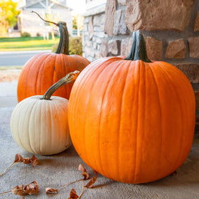 Seed Needs Baby Boo seeds produce white mini pumpkins for centerpieces