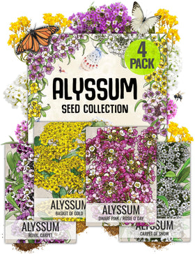 Seed Needs Basket of Gold alyssum seed packet for rock garden borders