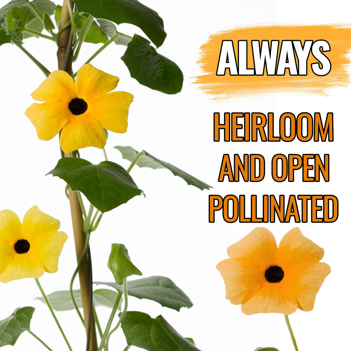 Seed Needs Black-Eyed Susan Vine blooms in yellow and orange, adding vibrant color.