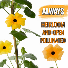 Seed Needs Black-Eyed Susan Vine blooms in yellow and orange, adding vibrant color.