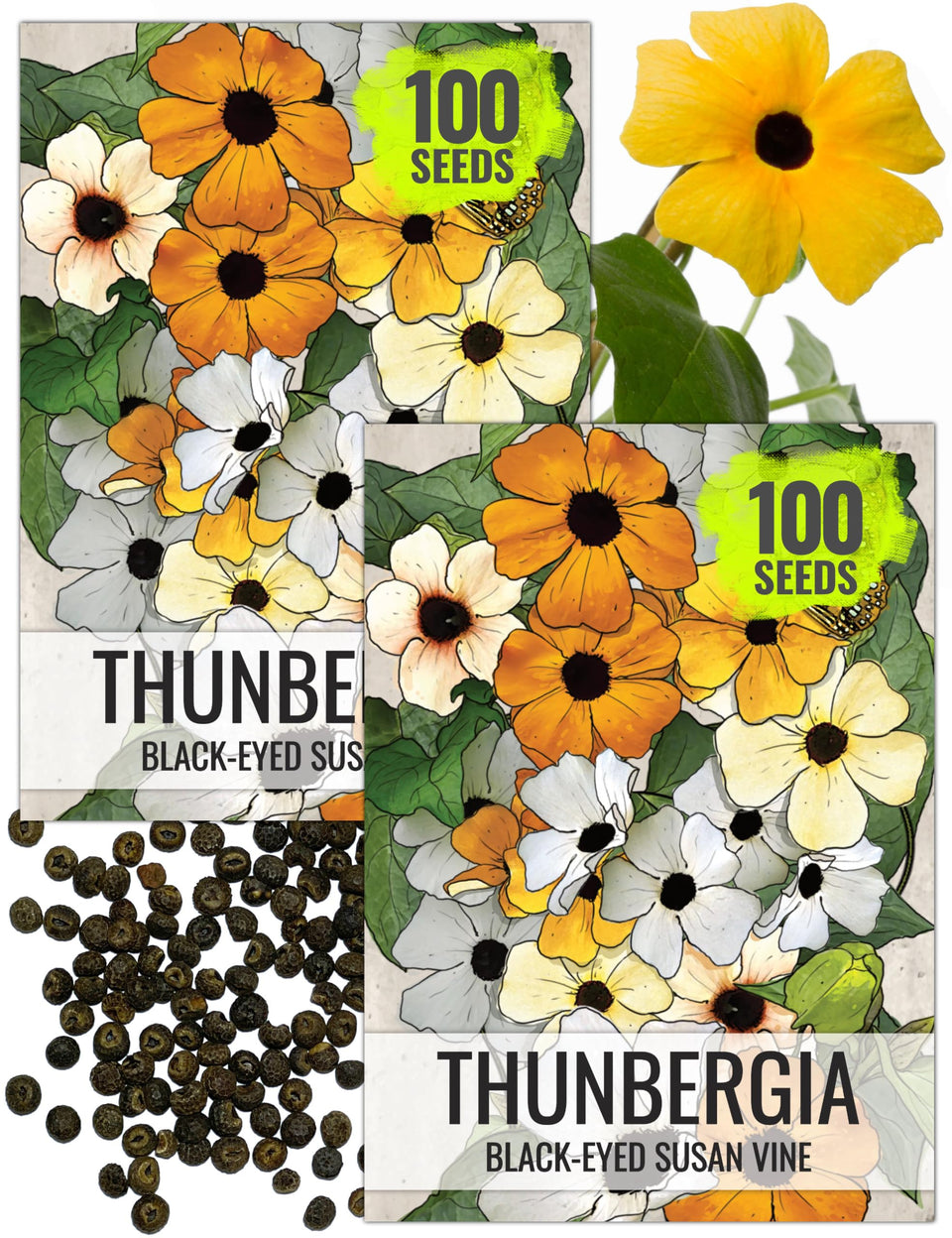 Seed Needs Black-Eyed Susan Vine seeds in a pack, ready for garden planting with season-long color.