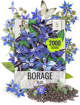 Seed Needs Blue Borage produces deep blue star flowers that attract pollinators.