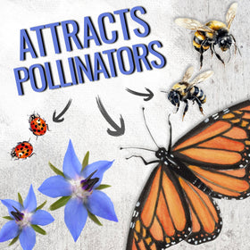 Seed Needs Blue Borage acts as a helpful companion plant in herb gardens.