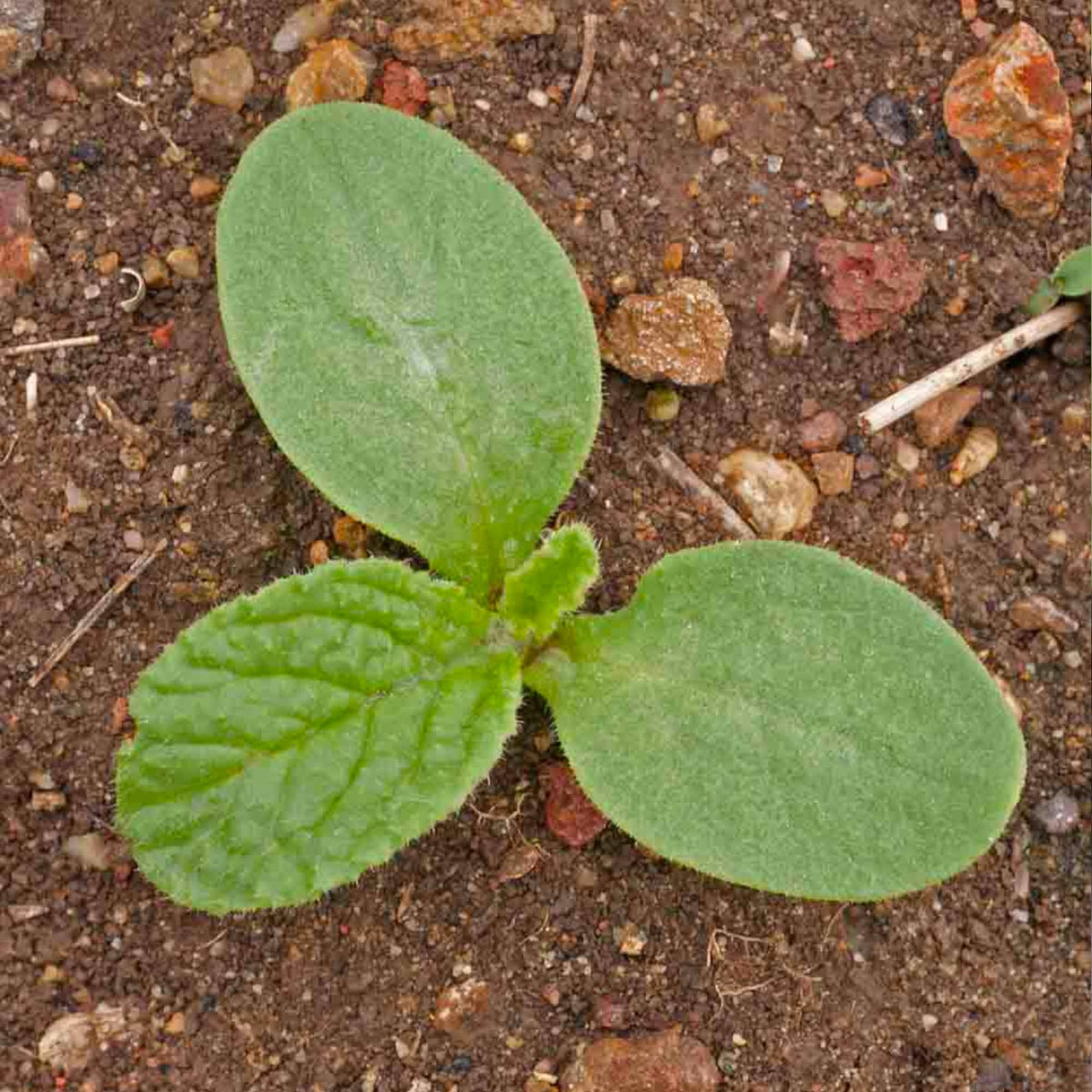 Seed Needs Blue Borage seeds are open-pollinated and non-GMO.