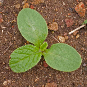 Seed Needs Blue Borage seeds are open-pollinated and non-GMO.