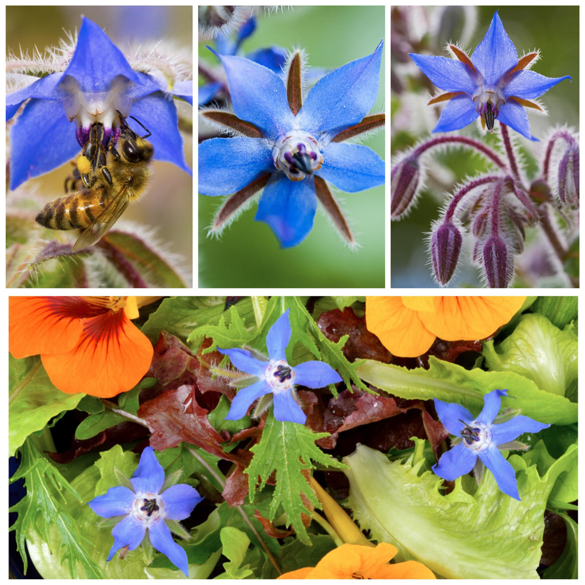 Seed Needs Blue Borage packaging features artwork and sowing notes.