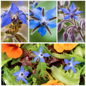 Seed Needs Blue Borage packaging features artwork and sowing notes.