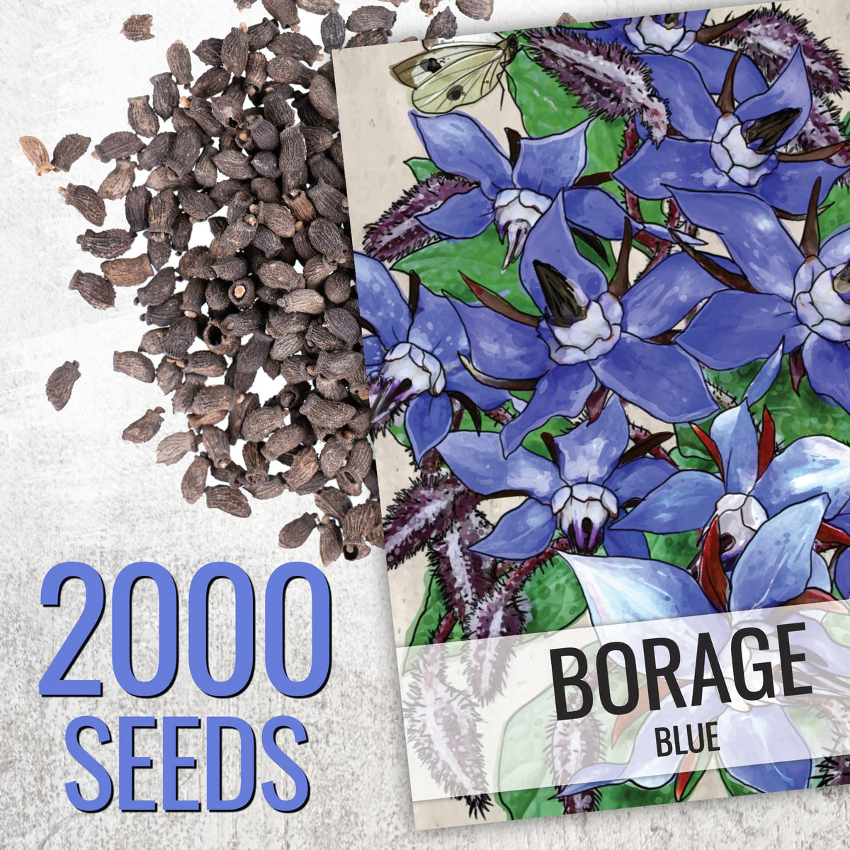 Seed Needs Blue Borage grows 12–24 inches tall in garden beds.
