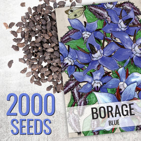 Seed Needs Blue Borage grows 12–24 inches tall in garden beds.