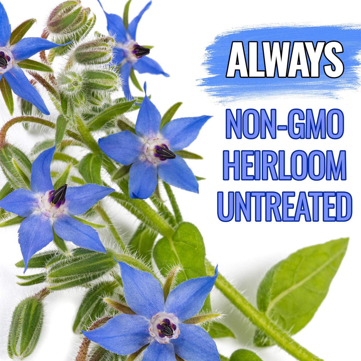 Seed Needs Blue Borage supports a pollinator-friendly garden with blooms.