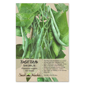 Seed Needs Blue Lake 274 bush bean plant in garden showing compact habit for small spaces.