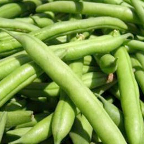 Seed Needs Blue Lake 274 bush bean pods, ideal for fresh eating or canning.