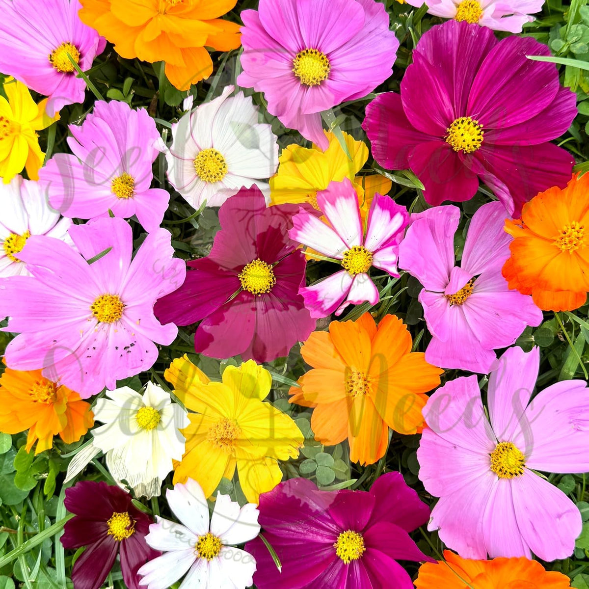 Bulk resealable packaging from Seed Needs keeps Cosmos seeds fresh.