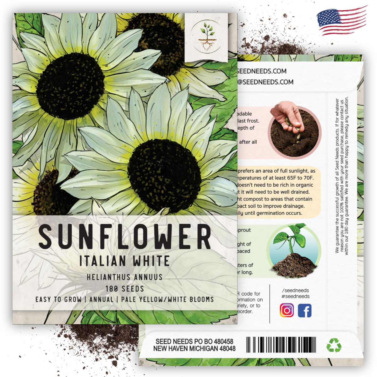 Seed Needs Italian White Sunflowers attract butterflies in a sunny garden.