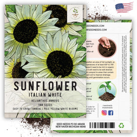 Seed Needs Italian White Sunflowers attract butterflies in a sunny garden.