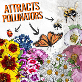 Seed Needs butterfly garden mix attracts pollinators like butterflies and bees.