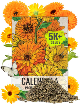 Seed Needs Calendula Pacific Beauty Mix orange and yellow blooms brighten garden beds