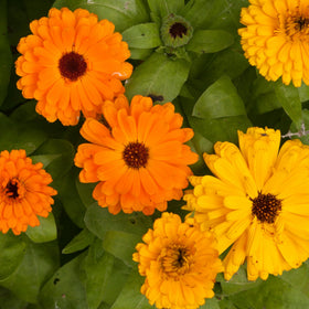 Seed Needs Calendula Pacific Beauty Mix thrives in cool weather and light frost