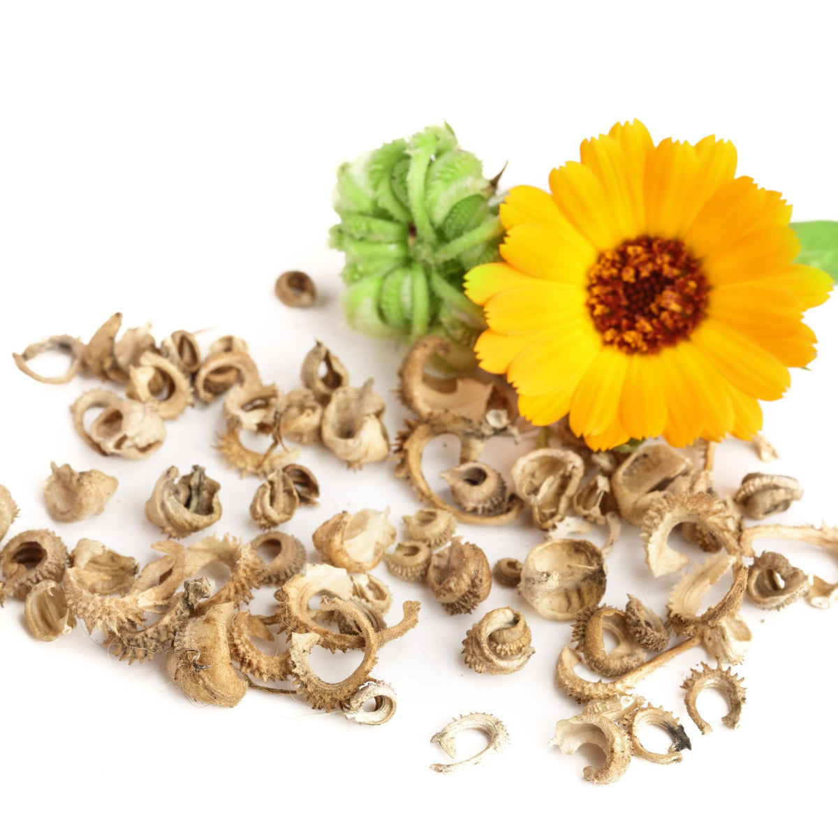 Seed Needs Calendula Pacific Beauty Mix open-pollinated non-GMO garden favorite