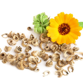 Seed Needs Calendula Pacific Beauty Mix open-pollinated non-GMO garden favorite