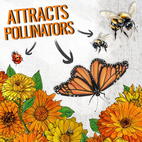 Seed Needs Calendula Pacific Beauty Mix attracts bees and butterflies for pollinator gardens