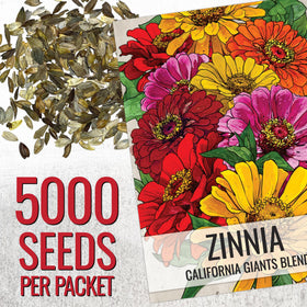 Close-up of Seed Needs California Giants Zinnia bloom showing large petals.