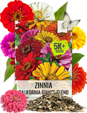 Seed Needs California Giants Zinnia mix blooms in vibrant garden colors for borders.