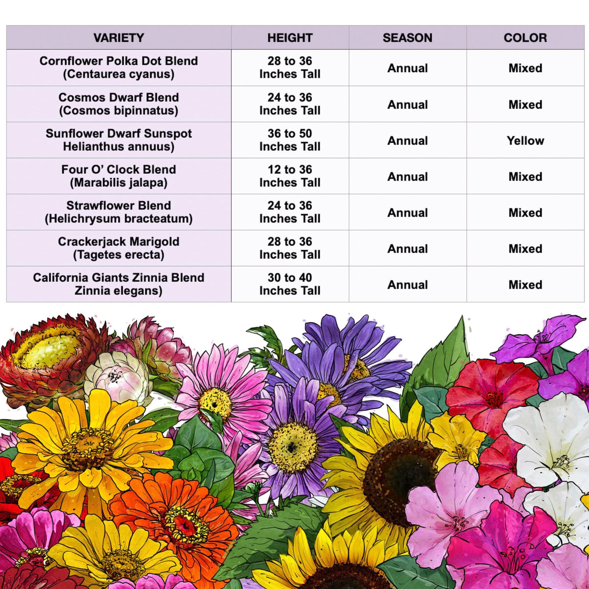 Seed Needs California Giants zinnia creates tall focal blooms in beds.