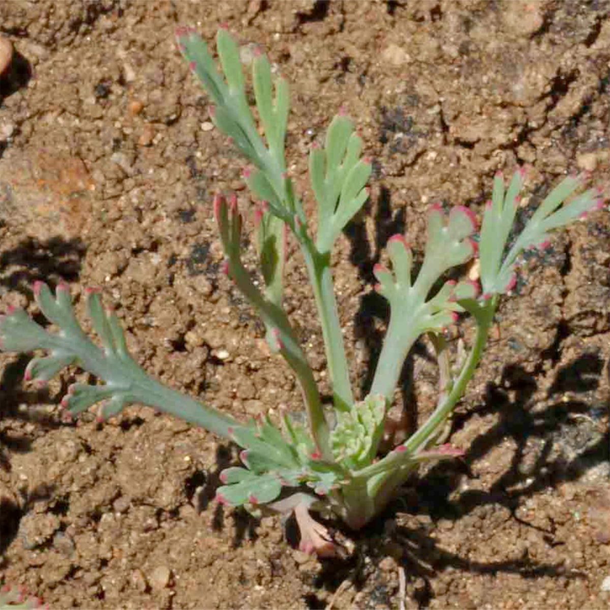 Seed Needs California Poppy direct sow in fall or spring for easy seeding