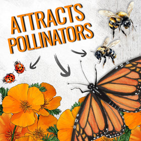 Seed Needs California Poppy field in meadow attracting butterflies