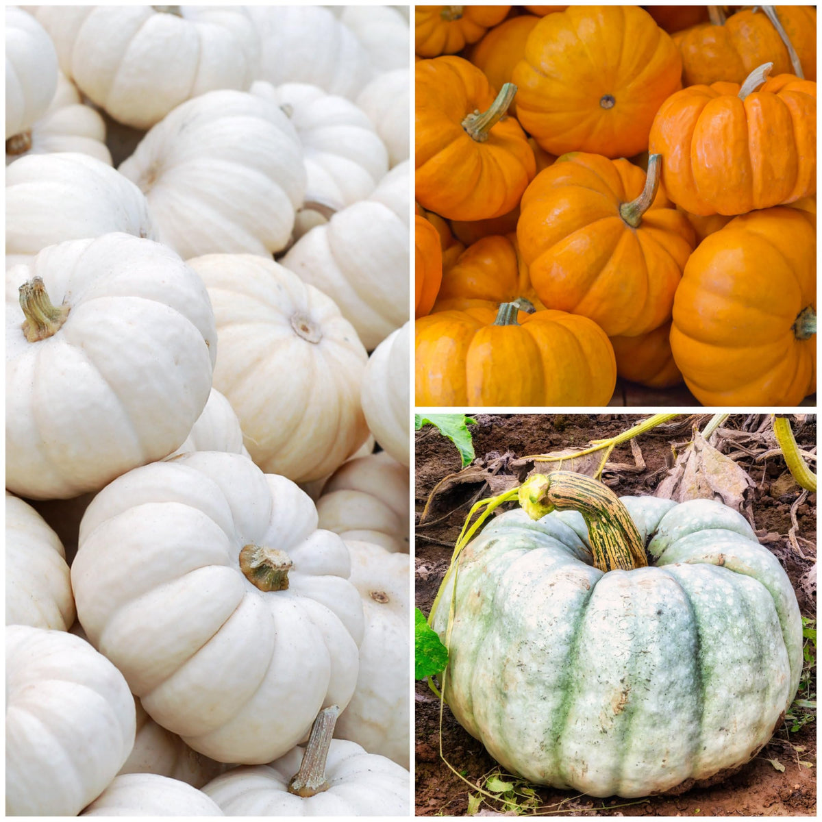 Seed Needs Casper White pumpkin seeds for ghostly gourds, perfect for painting and displays