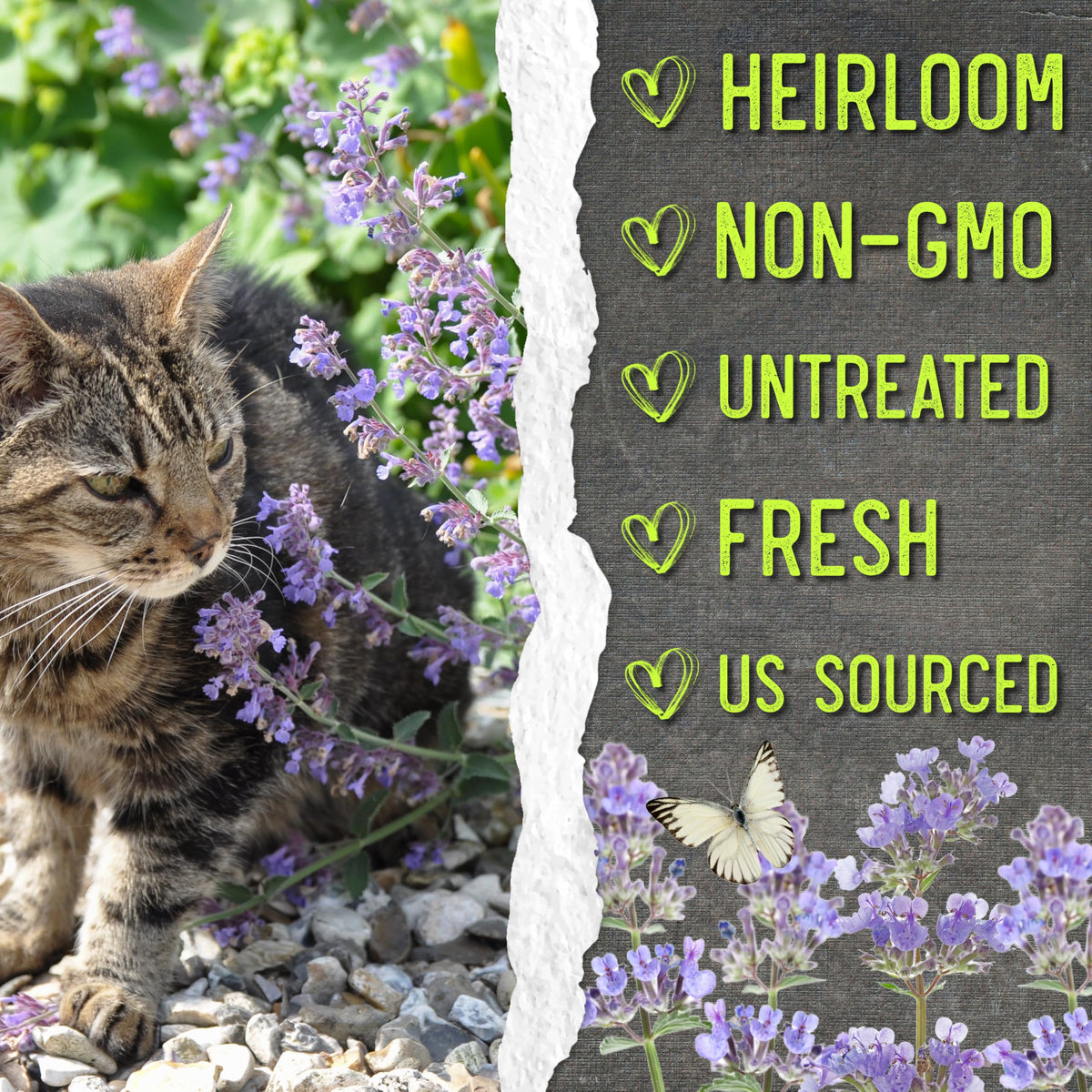 Seed Needs Catmint blooming season with lavender white flowers
