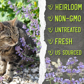 Seed Needs Catmint blooming season with lavender white flowers