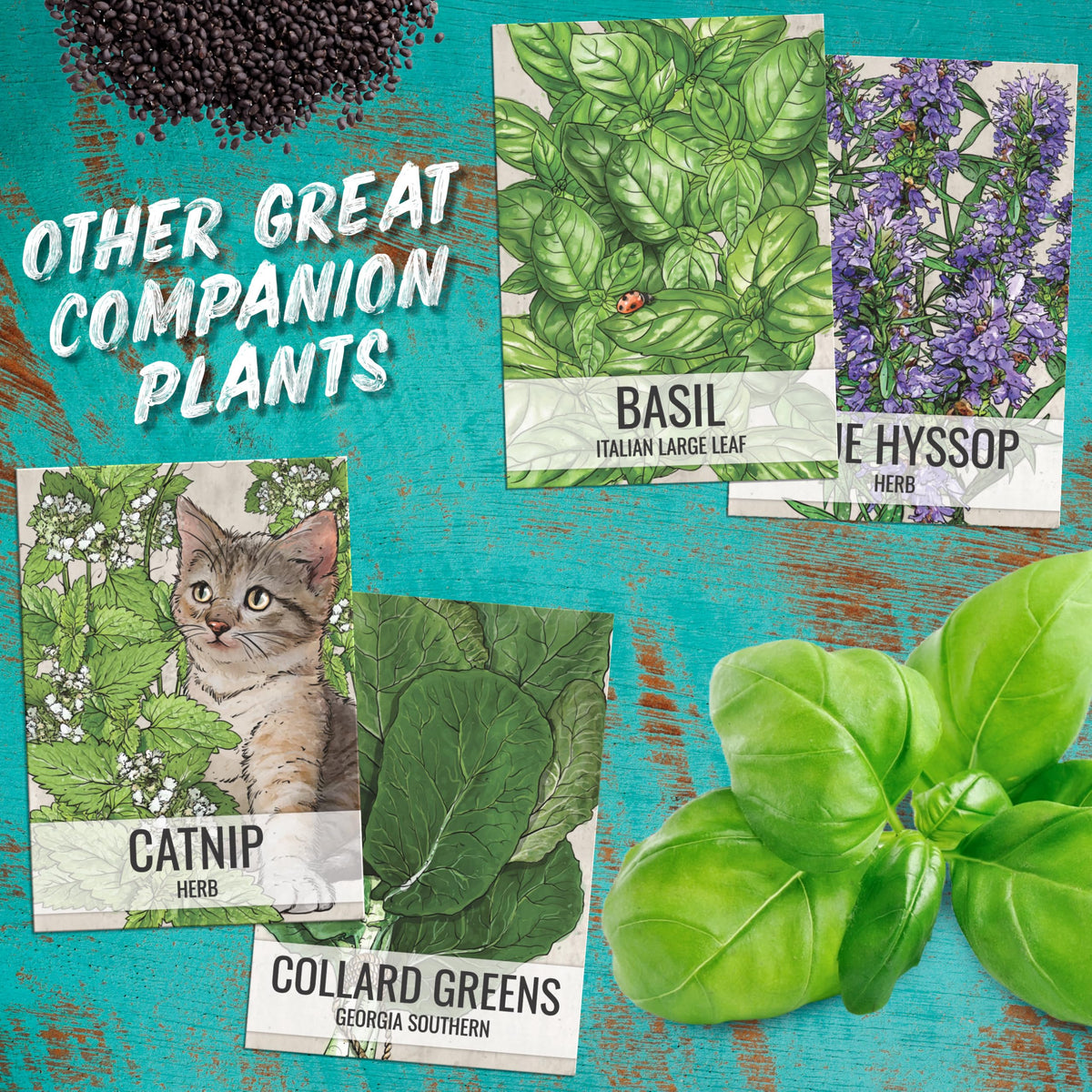 Seed Needs Catmint packaging highlights freshness and non GMO seeds