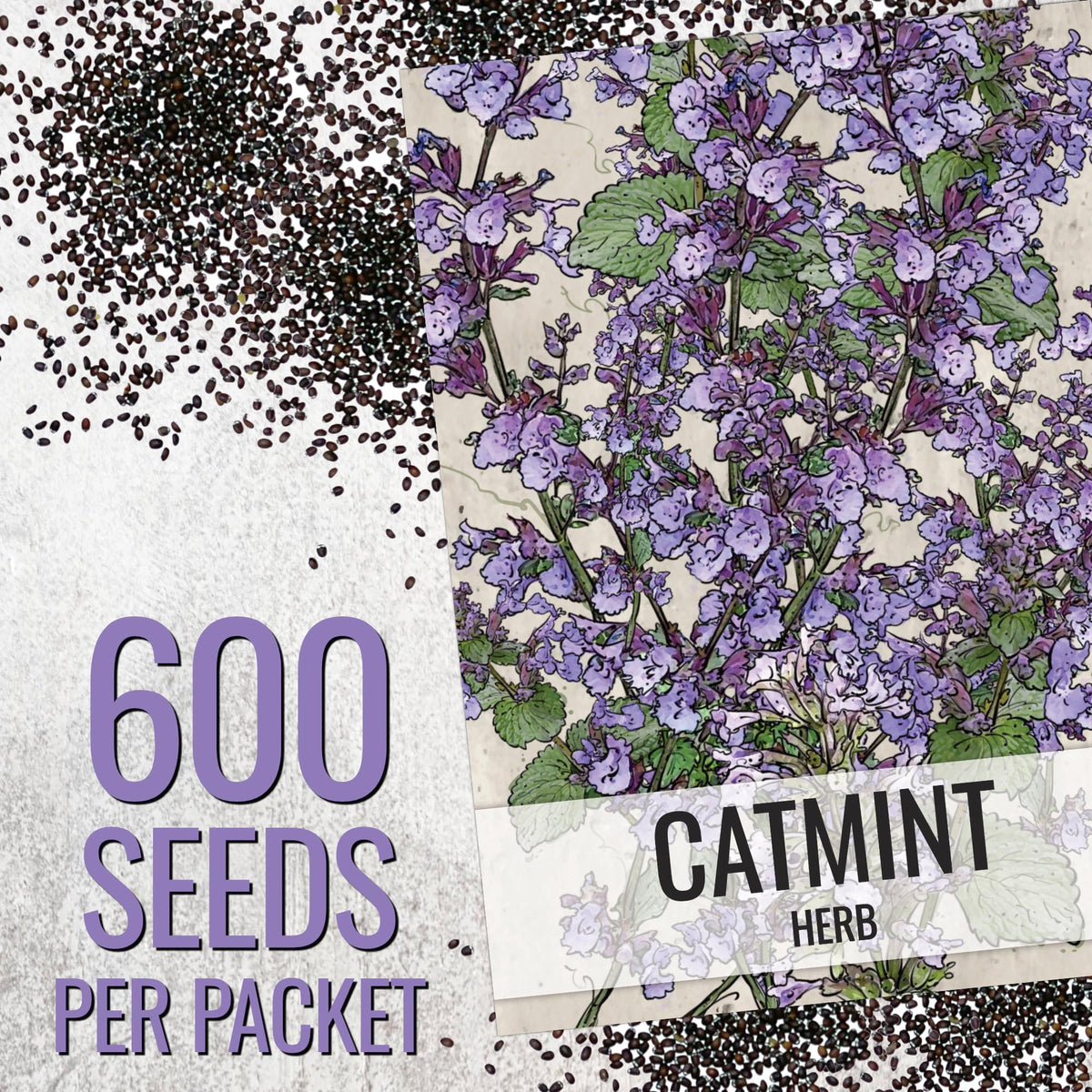 Seed Needs Catmint plants growing in a sunny garden bed