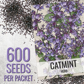 Seed Needs Catmint plants growing in a sunny garden bed