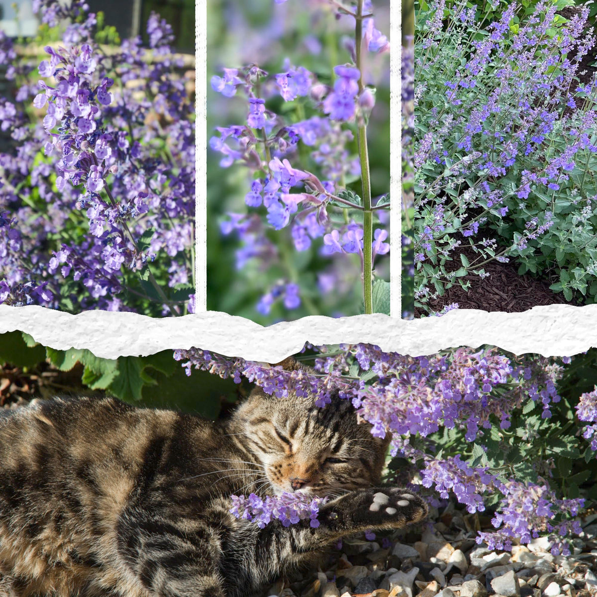 Seed Needs Catmint seeds packet back showing sowing instructions