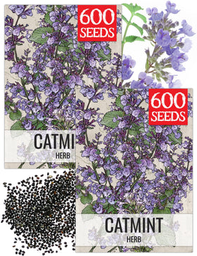 Seed Needs Catmint seeds packet front with illustration for sowing
