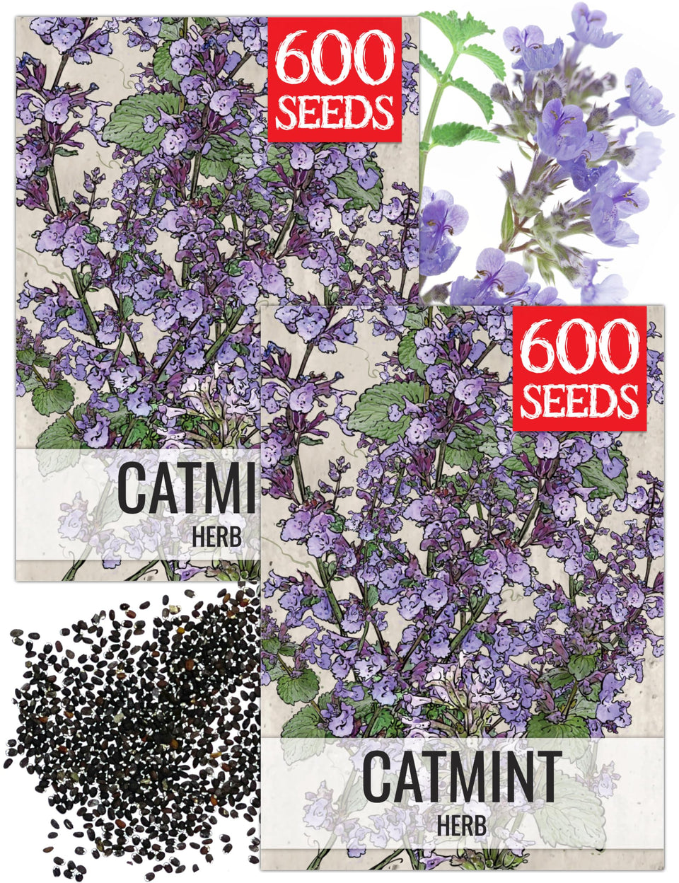 Seed Needs Catmint seeds packet front with illustration for sowing