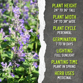 Seed Needs Catmint aroma suited for tea and mint flavor